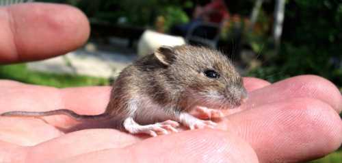 К чему снится мышь маленькая, много маленьких