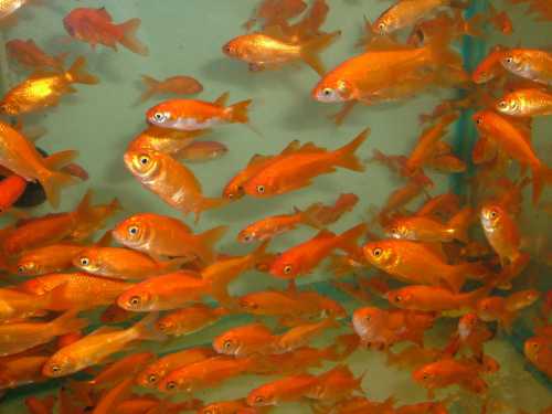 Реанимация больных рыб в общем аквариуме не всегда дает ное выздоровление