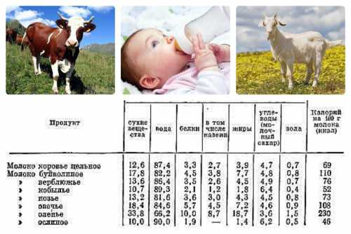 Таким образом, можно сделать вывод, что потребление молока животного происхождения детям до года в качестве основного питания не рекомендуется